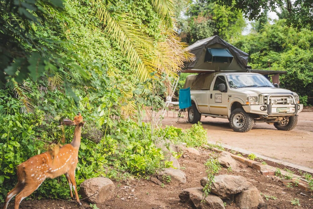 Junge Antilope am Busch vor einem Geländewagen mit Dachzelt im Tageslicht.