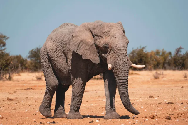 Ein einzelner Elefant läuft über eine trockene Ebene unter klarem blauem Himmel.