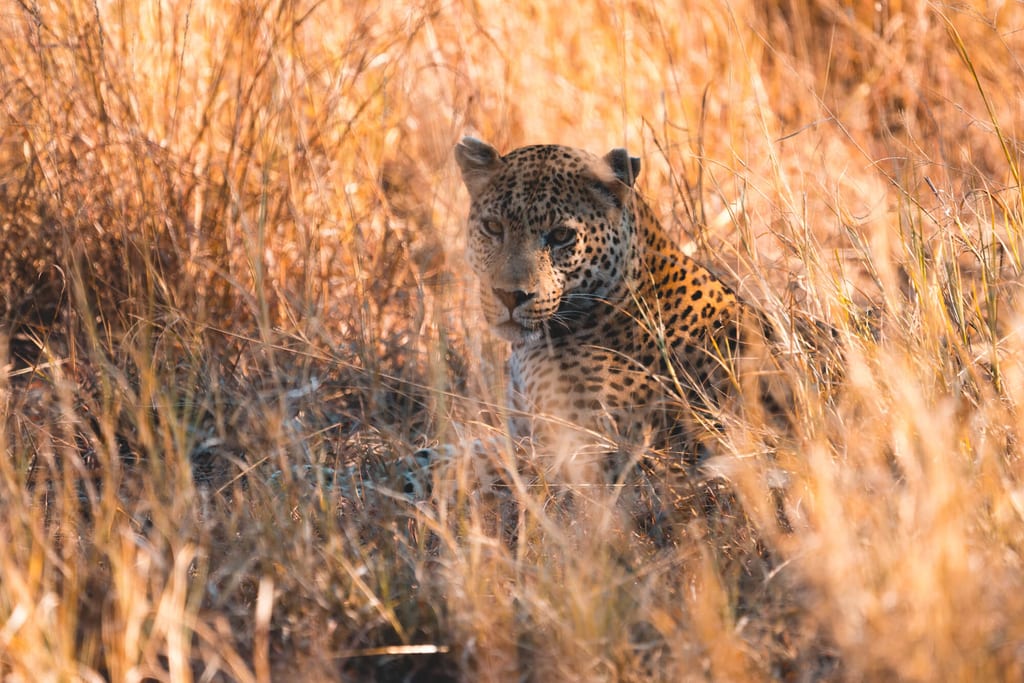 Leopard Sichtung auf einer Route durch Botswana