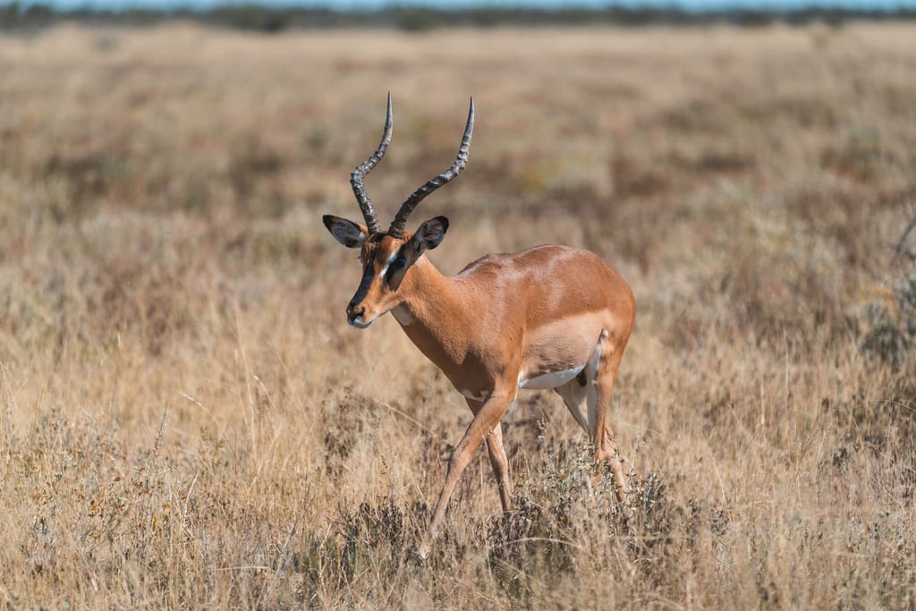 Einzelne Antilope mit gedrehten Hörnern im trockenen Grasland bei hellem Tageslicht.