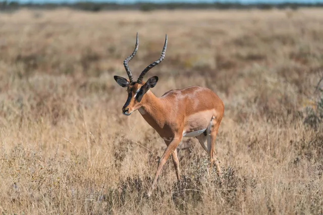 Einzelne Antilope mit gedrehten Hörnern im trockenen Grasland bei hellem Tageslicht.