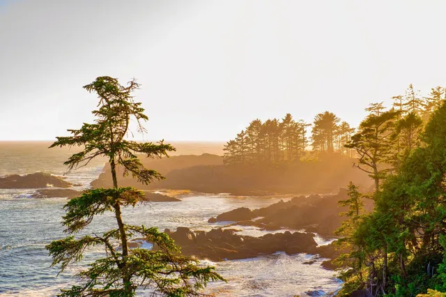 Felsige Küste bei Ucluelet mit immergrünen Bäumen und goldenem Licht über dem Meer.