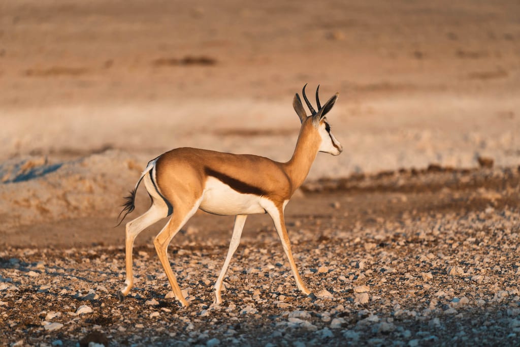 Einzelne Antilope im Profil läuft über steinigen Boden im warmen Licht des späten Nachmittags.