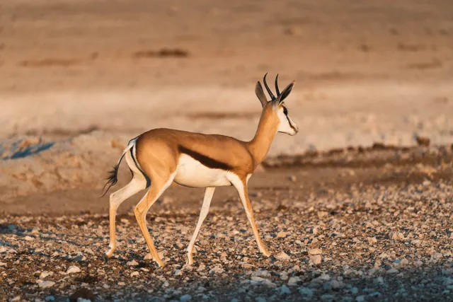Einzelne Antilope im Profil läuft über steinigen Boden im warmen Licht des späten Nachmittags.