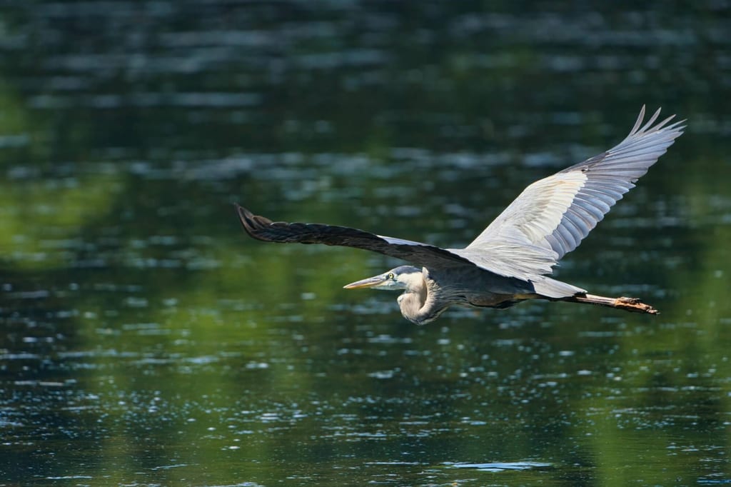 Ein Reiher im Flug knapp über ruhiger Wasseroberfläche, Seitenansicht.