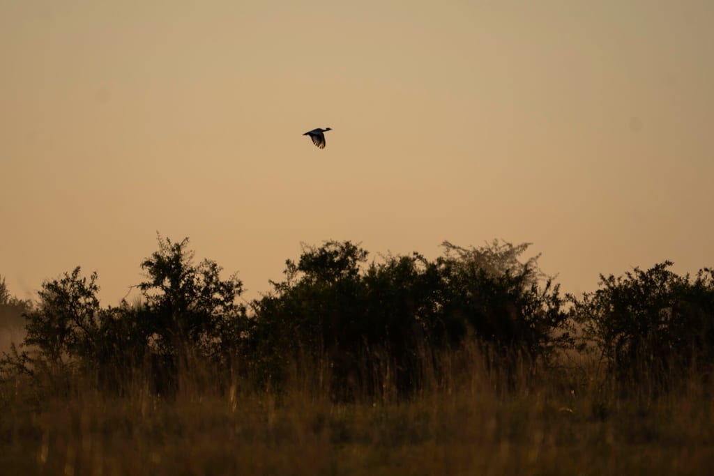 Vogel in der Dämmerung fliegt über buschige Graslandschaft, warme Silhouette am Himmel.