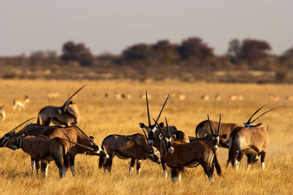 Oryx Antilopen und Springböcke grasen auf der Pfanne