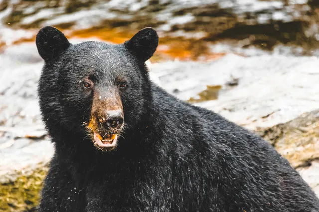 Nahaufnahme eines schwarzen Bären am felsigen Ufer mit nassem Fell und offenem Maul.