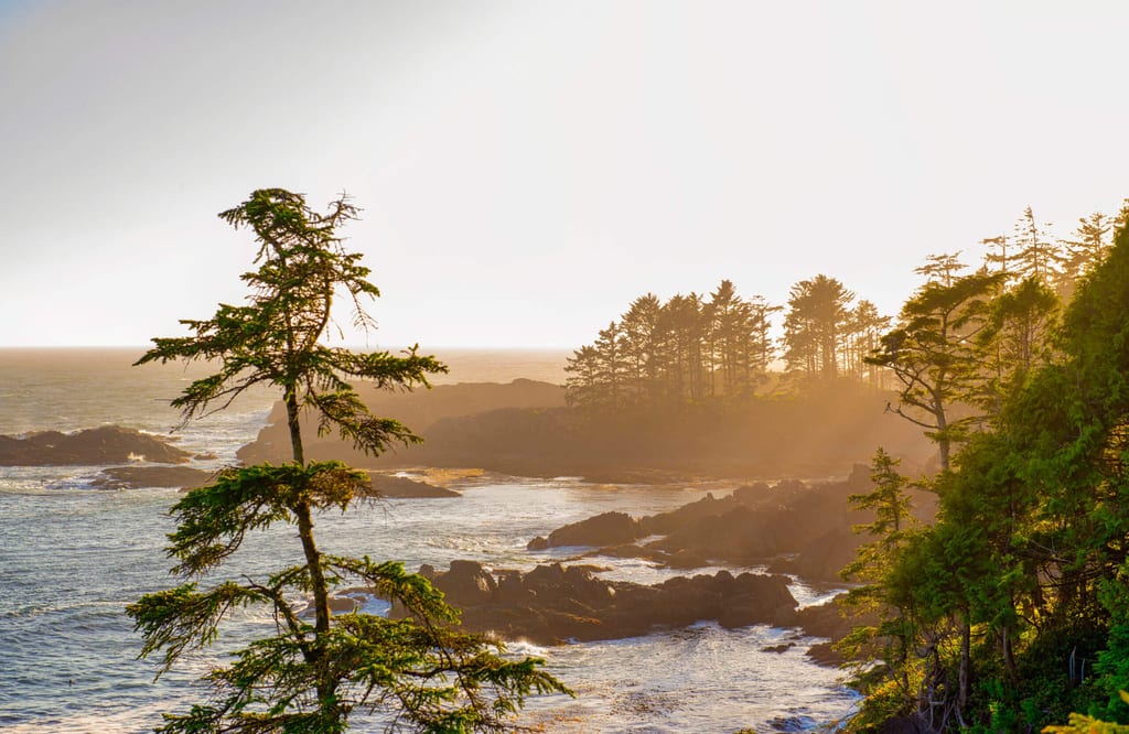 Zerklüftete Küste bei Tofino