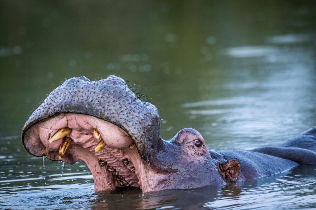 Nahaufnahme eines großen Flusssäugetiers mit offenem Maul und sichtbaren Zähnen im Wasser