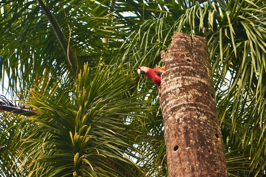 Papagei sitzt an einem abgestorbenen Palmenstamm, umgeben von grünen Palmwedeln.