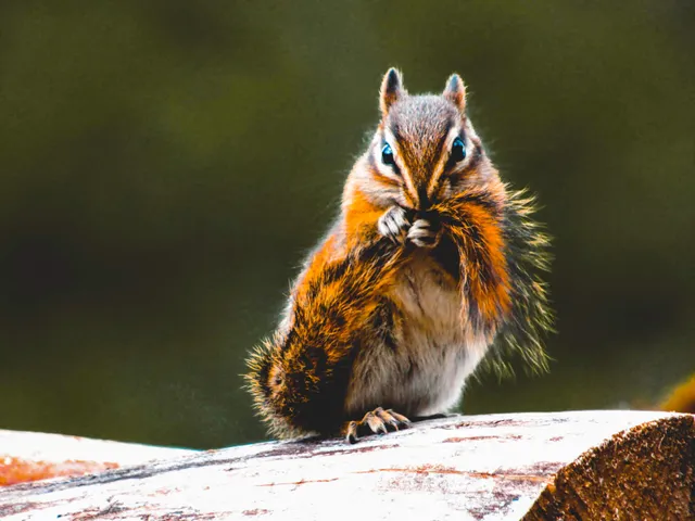 Ein Streifenhörnchen putzt sich