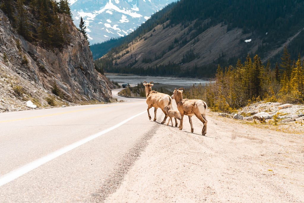 Tiere in den Rocky Mountains überqueren die Straße