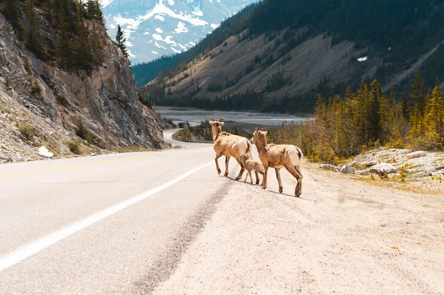 Tiere in den Rocky Mountains überqueren die Straße