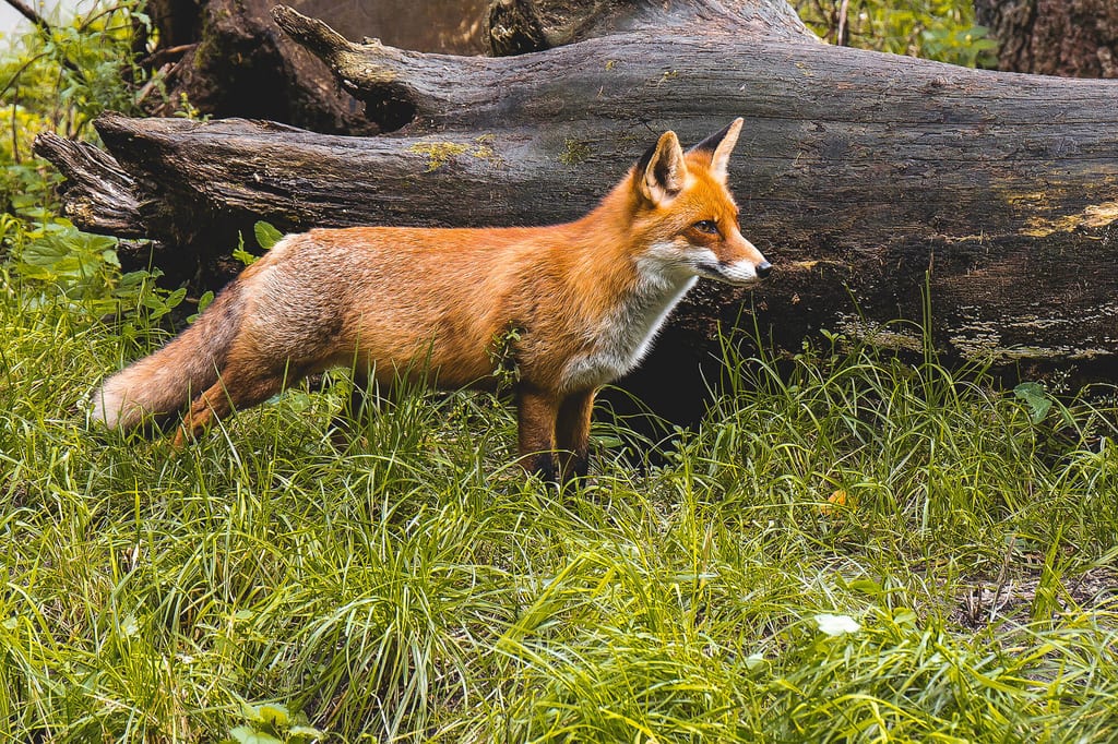 Seitenansicht eines Rotfuchses in grasiger Waldlichtung vor umgestürztem Baumstamm