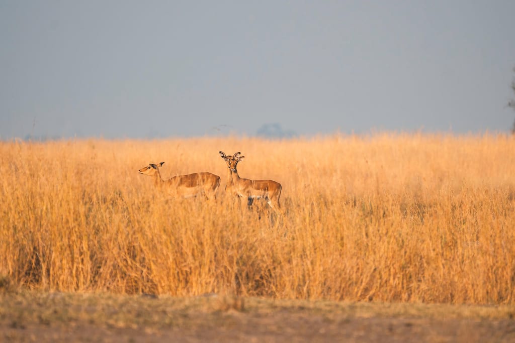 Zwei Antilopen im hohen goldenen Gras einer Savanne im warmen Morgenlicht.