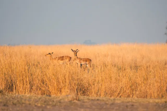 Zwei Antilopen im hohen goldenen Gras einer Savanne im warmen Morgenlicht.