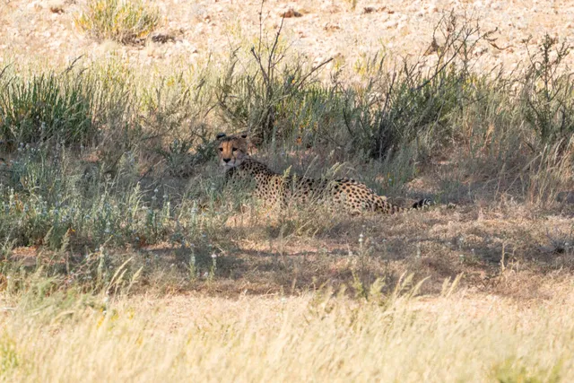 Einzeln liegende Raubkatze im Halbschatten niedriger Büsche in trockener Graslandschaft