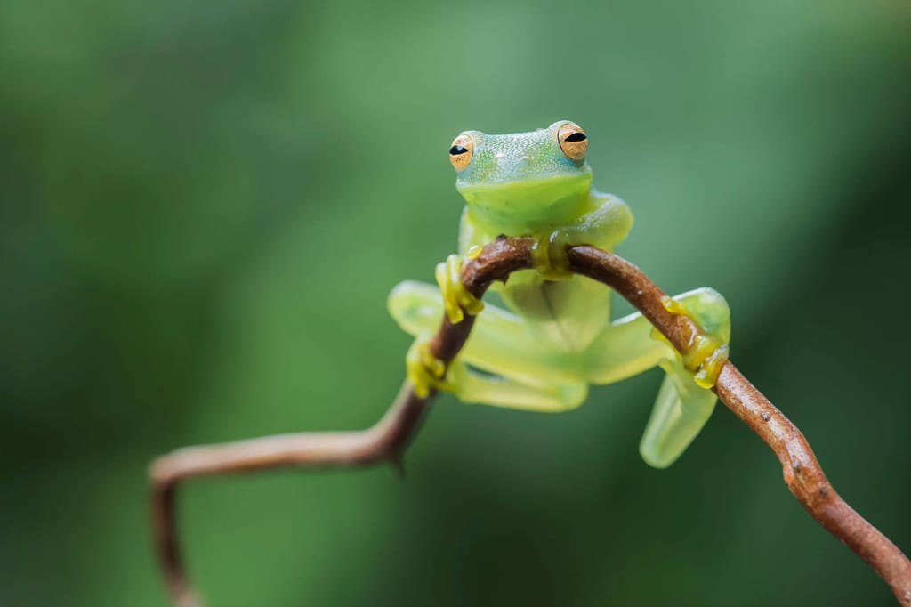 Glasfrosch sitzt frontal an einem dünnen Zweig, hellgrün und durchscheinend mit orange Augen.