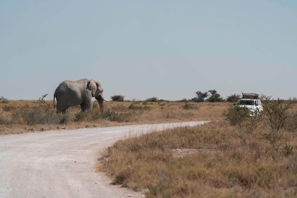 Auf eigene Faust durch den Etosha Nationalpark