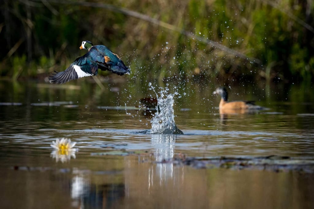 Wasservogel startet vom Teich, Wasserspritzer und Seerose sichtbar, Hintergrundvogel und Ufervegetation
