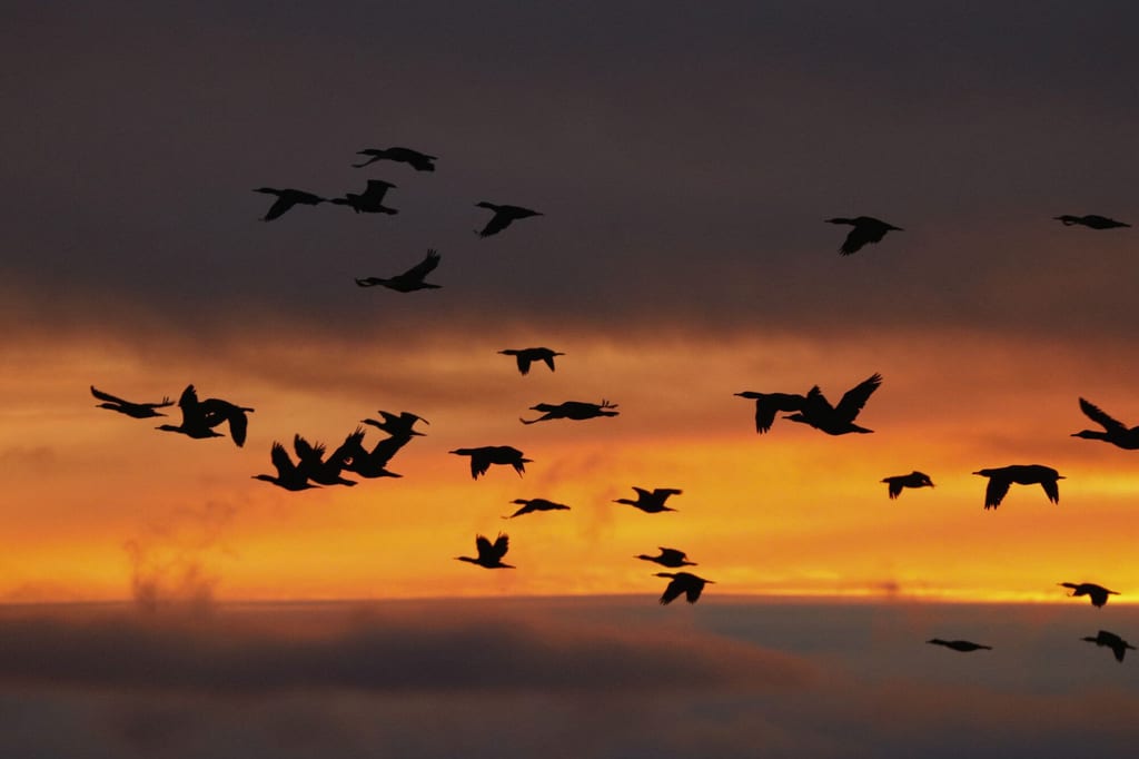 Schwarm fliegender Vögel als Silhouetten vor orangefarbenem Abendhimmel