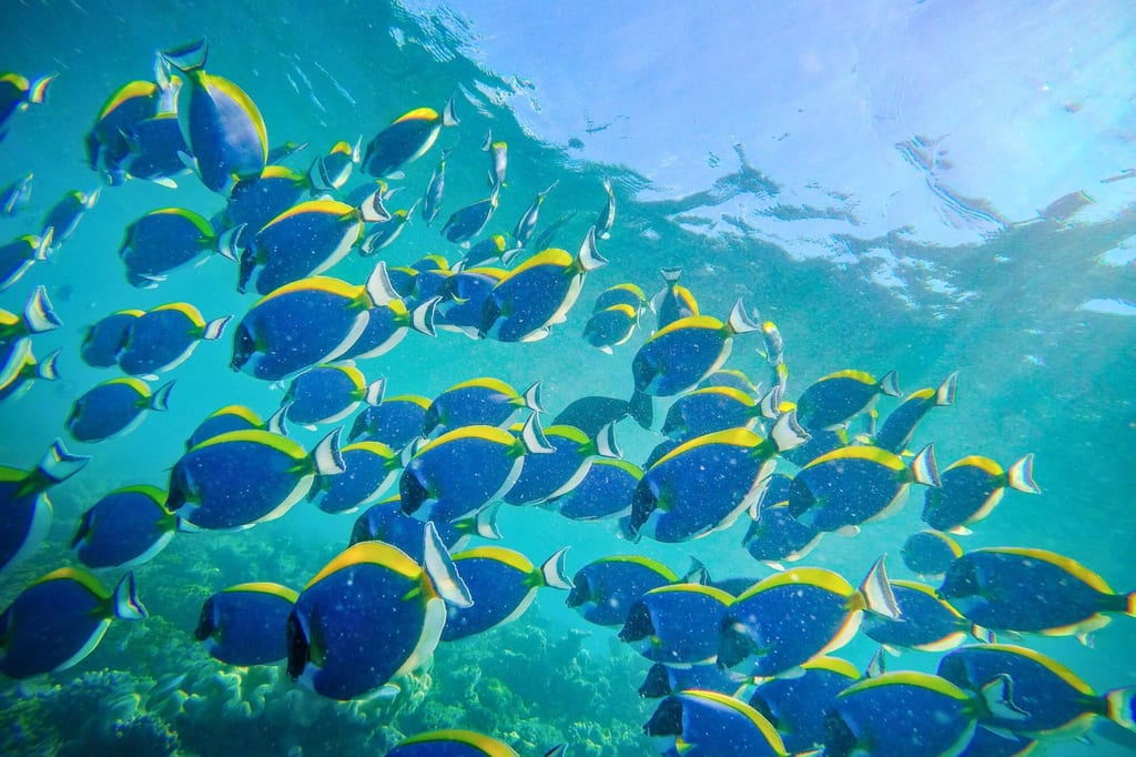 Großer Schwarm blauer Rifffische mit gelben Streifen über einem Korallenriff im klaren Wasser