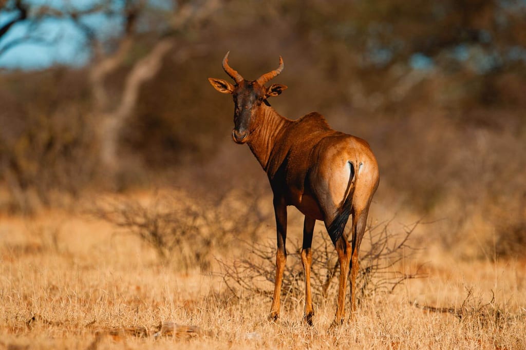 Leierantilope steht im trockenen Gras und blickt über die Schulter ins warme Abendlicht.