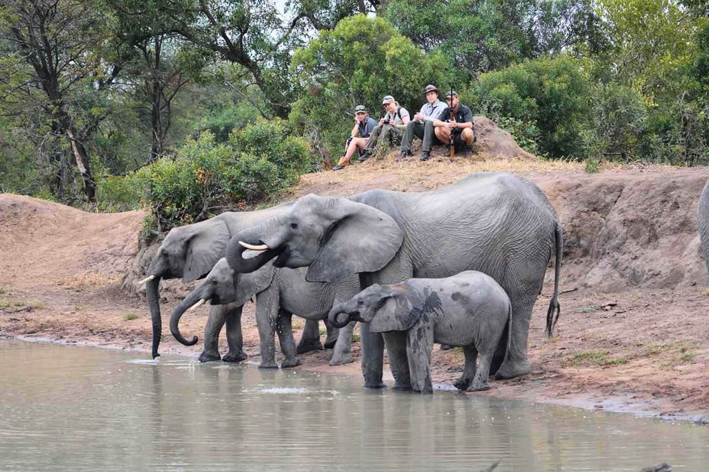 Vier Elefanten, darunter ein Junges, trinken an einem Wasserloch; im Hintergrund sitzen beobachtende Menschen.