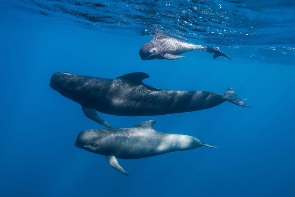 Drei Grindwale schwimmen ruhig unter der Wasseroberfläche in klarem blauem Meer.