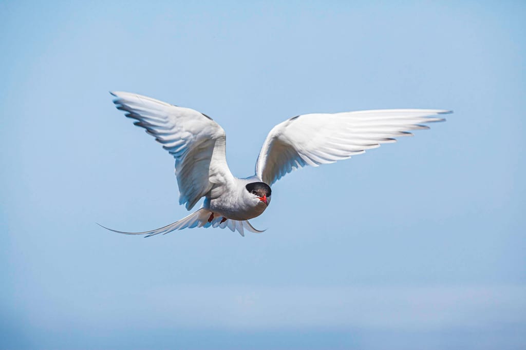 Arktischer Tern