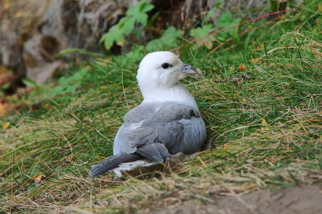 Eissturmvogel sitzt im Gras, seitliche Nahaufnahme bei weichem Tageslicht.