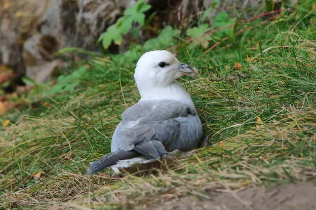 Eissturmvogel sitzt im Gras, seitliche Nahaufnahme bei weichem Tageslicht.