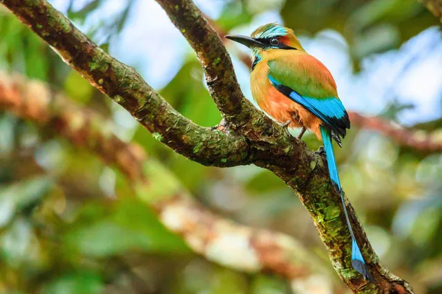 Ein Brauen Motmot sitzt seitlich auf einem moosigen Ast im Wald, kräftiges türkis-oranges Gefieder.