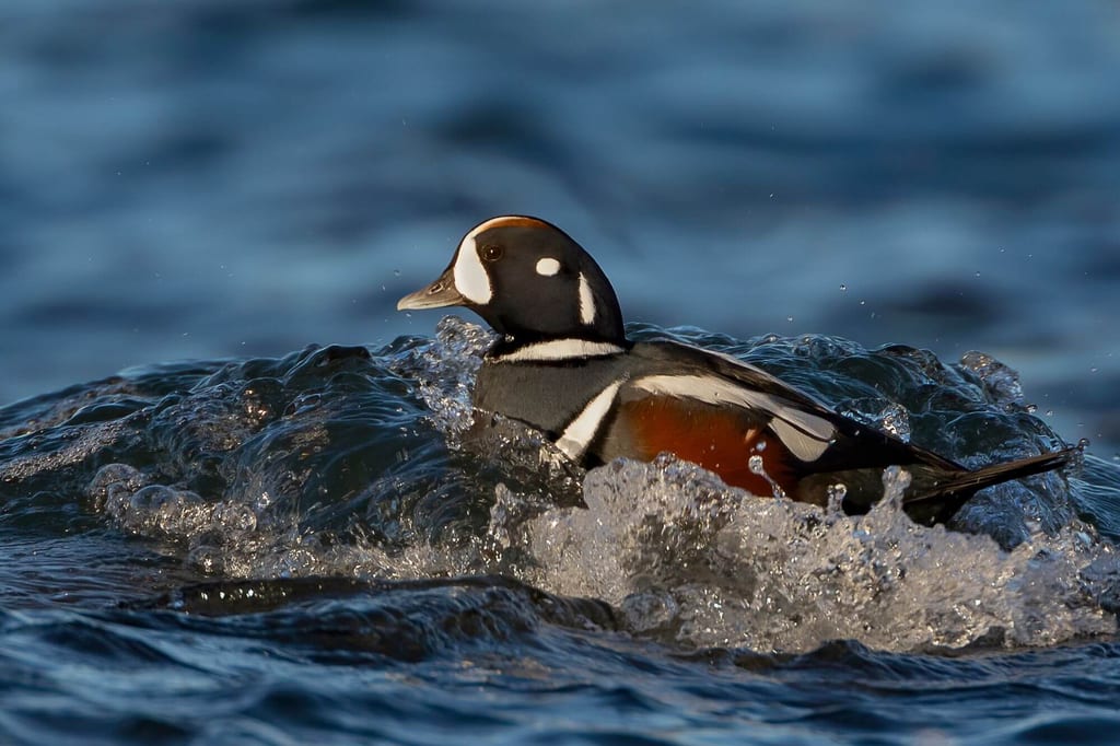 Kragenente in aufgewühltem Wasser, Nahaufnahme aus niedriger Perspektive.