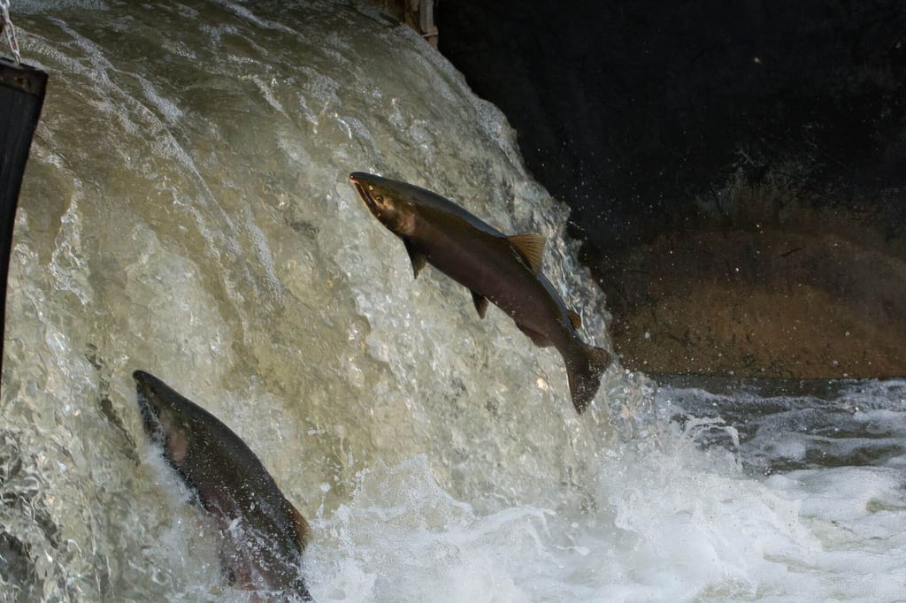 Zwei Fische springen an einem kleinen Wasserfall, schäumendes Wasser spritzt hoch.