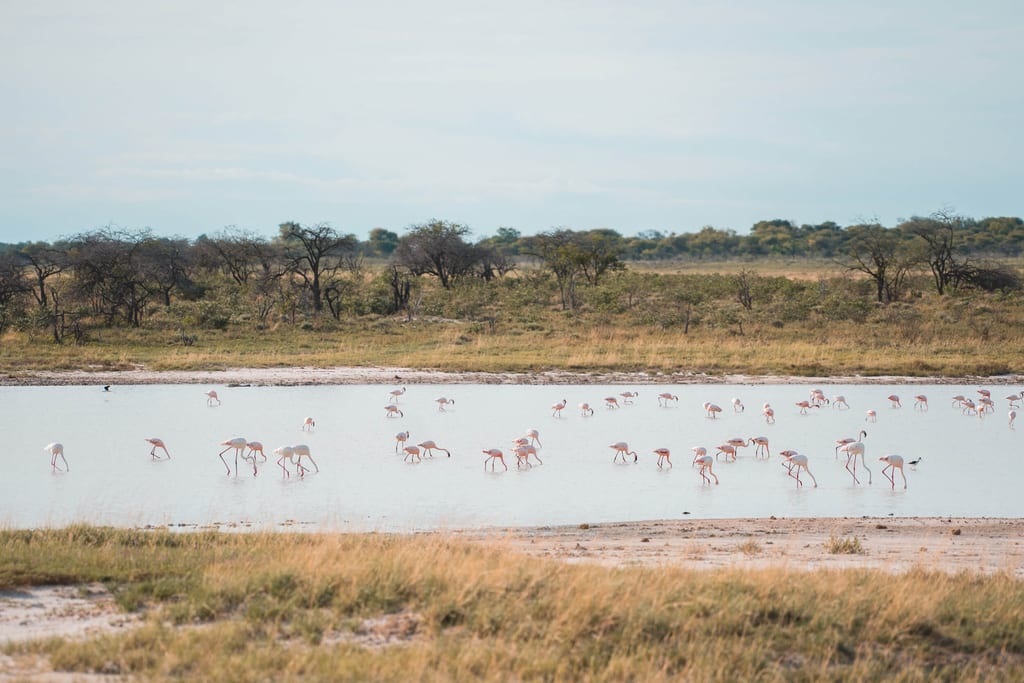 Flamingos im Etosha Nationalpark