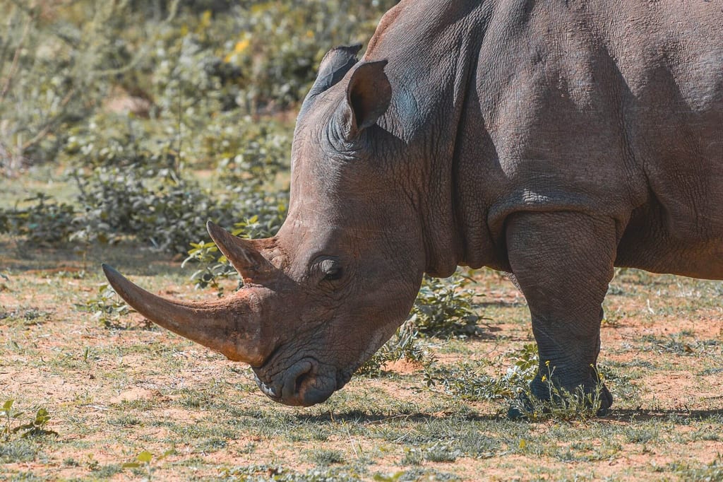Das Horn eines Nashorns wächst sein ganzes Leben