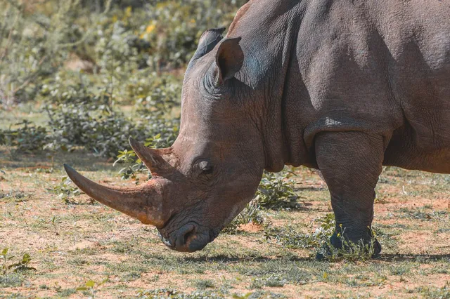 Das Horn eines Nashorns wächst sein ganzes Leben