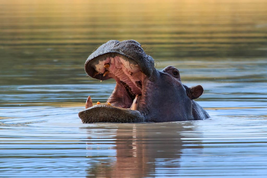 Flusspferd halb im Wasser mit weit geöffnetem Maul im warmen Abendlicht