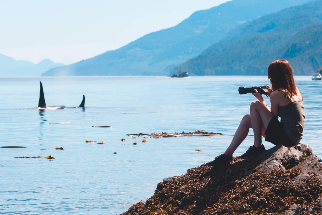 Orcas in der Johnstone Strait beobachten