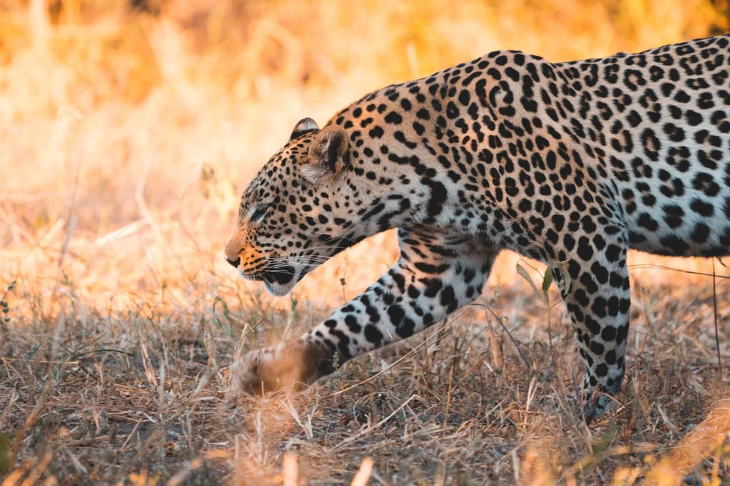 Seitliche Nahaufnahme einer Raubkatze im trockenen Gras in Savuti, Botswana bei warmem Abendlicht.