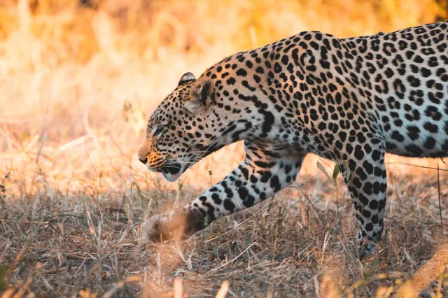 Seitliche Nahaufnahme einer Raubkatze im trockenen Gras in Savuti, Botswana bei warmem Abendlicht.
