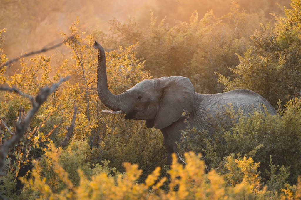 Elefanten im Bwabwata Nationalpark