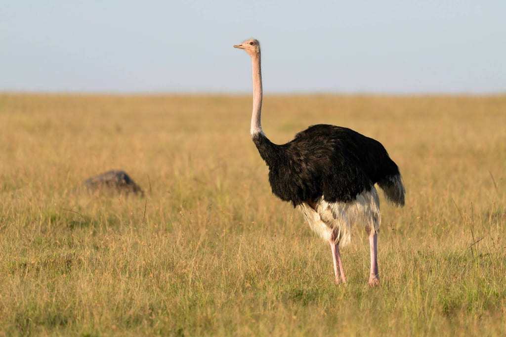 Ein großer Laufvogel steht im goldenen Abendlicht auf offener Graslandschaft.