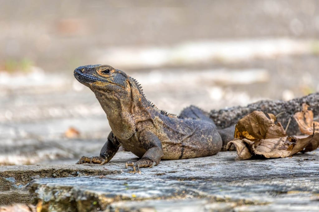 Schwarzer Leguan liegt auf steiniger Fläche neben trockenem Laub, Seitenansicht in natürlichem Tageslicht.