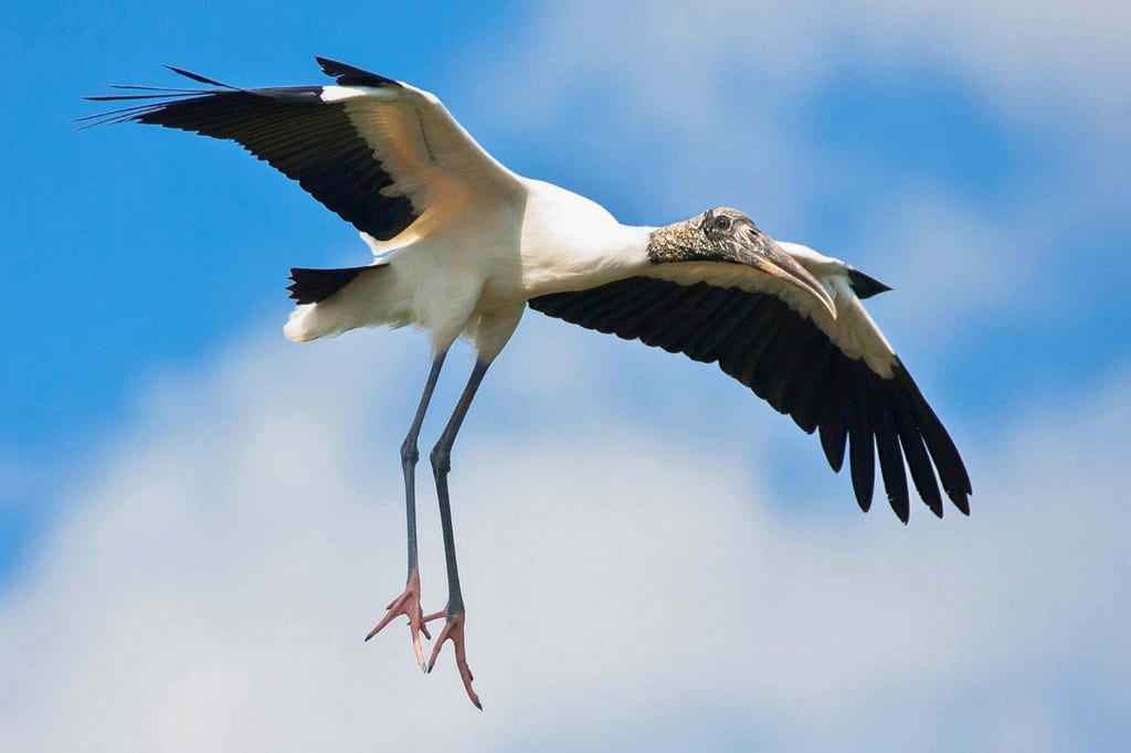 Waldstorch im Flug mit ausgebreiteten Flügeln vor blauem Himmel
