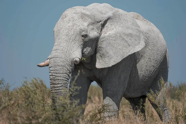 Elefanten im Etosha Nationalpark
