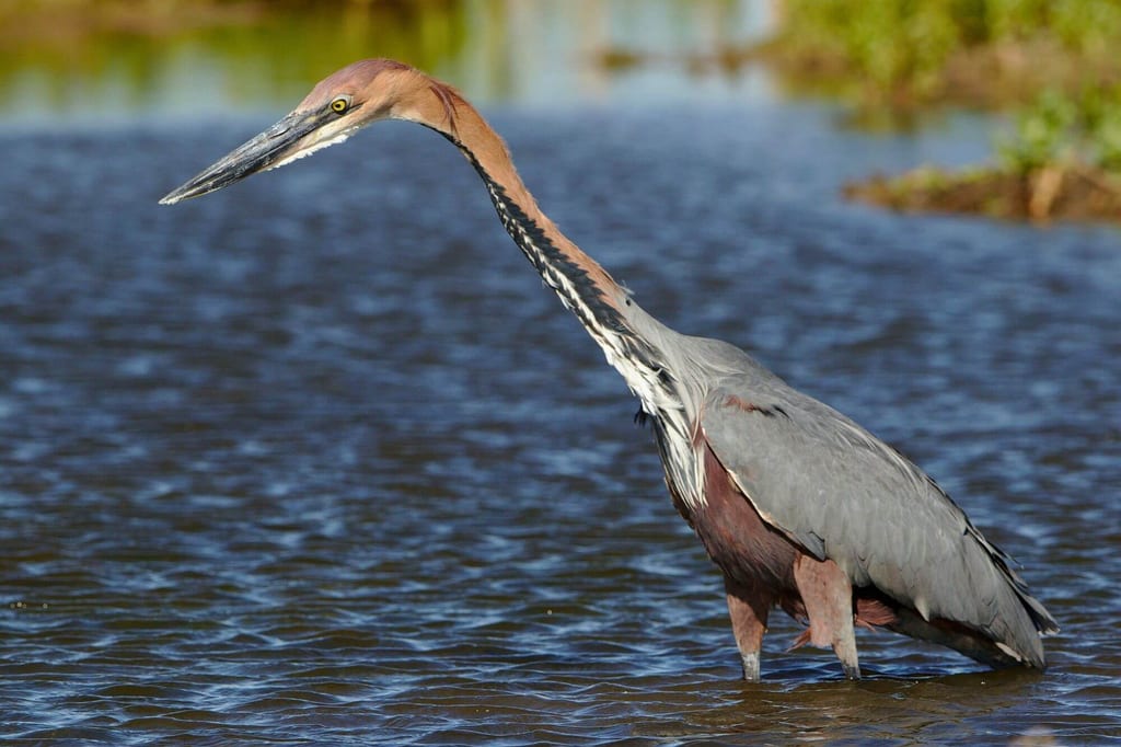 Goliathreiher in Seitenansicht steht im flachen Wasser und beobachtet das Wasser konzentriert.