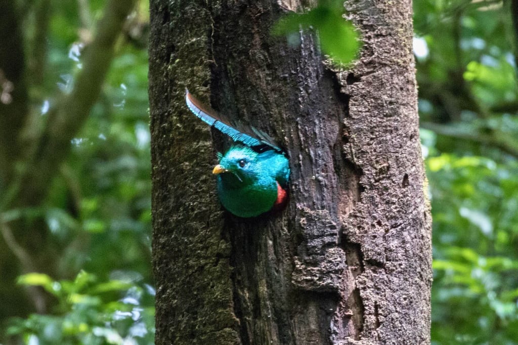 Bunter Vogel blickt aus einer Baumhöhle im dichten Wald, seitliche Nahaufnahme bei diffusem Tageslicht.